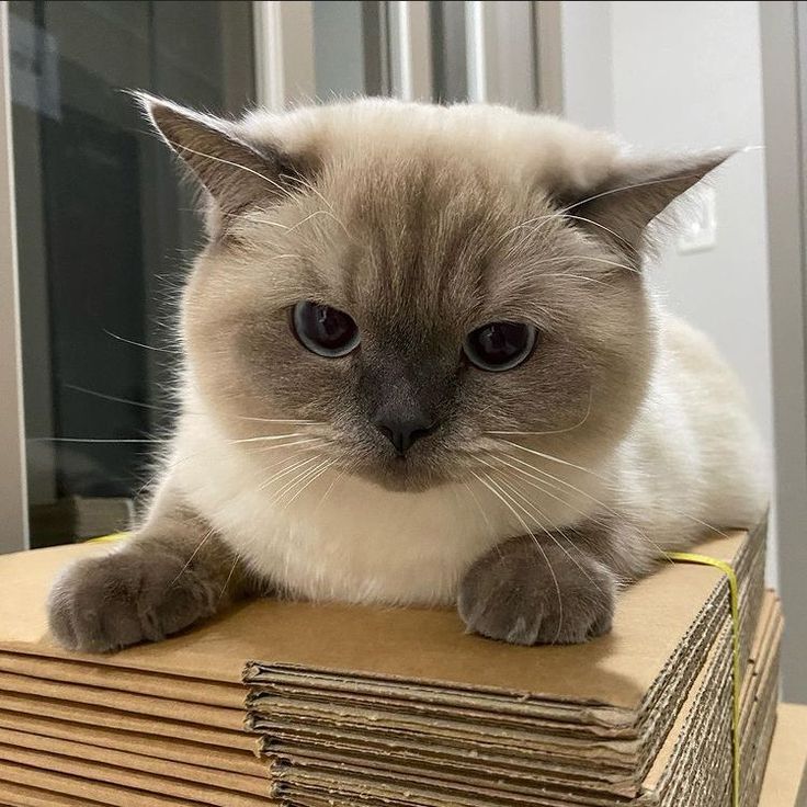 a cat sitting on top of stacks of books