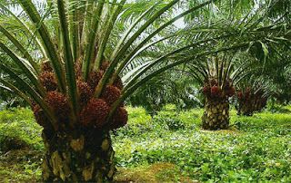 there are many palm trees in the field with words okomu oil palm on them