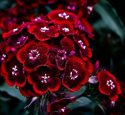 a bunch of red flowers with water droplets on them