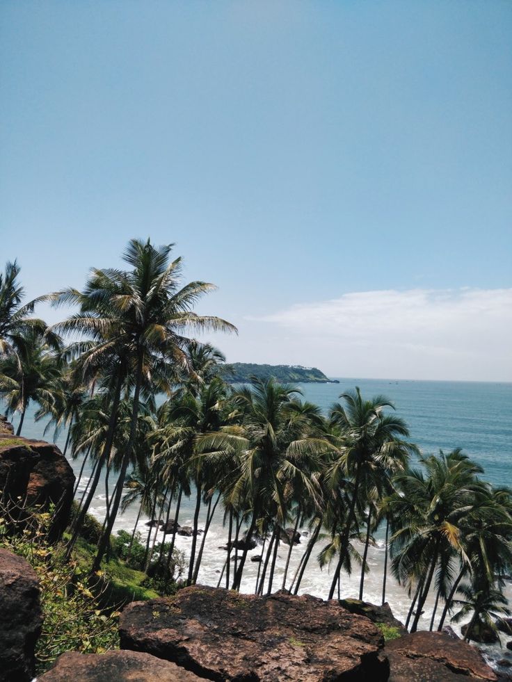 palm trees line the shore of a tropical beach