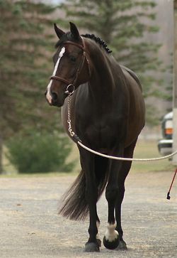 a brown horse standing on top of a dirt road