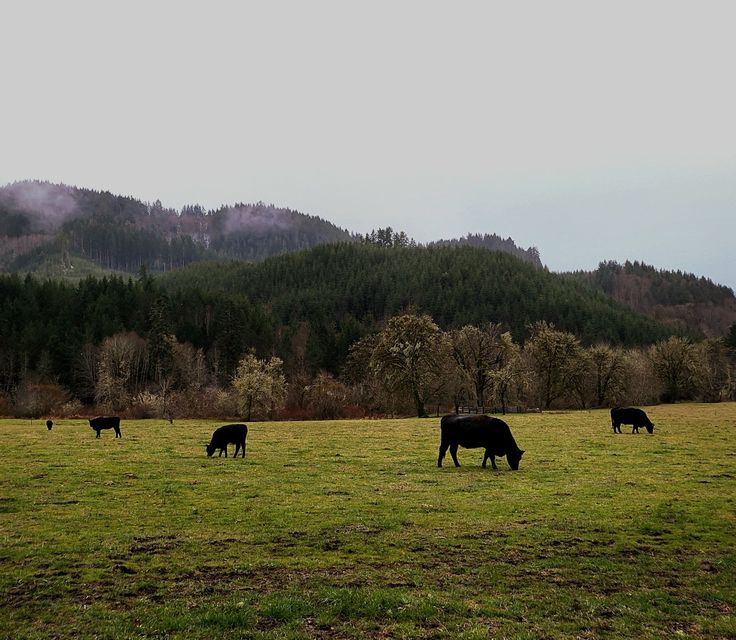 several cows grazing in a field with mountains in the background