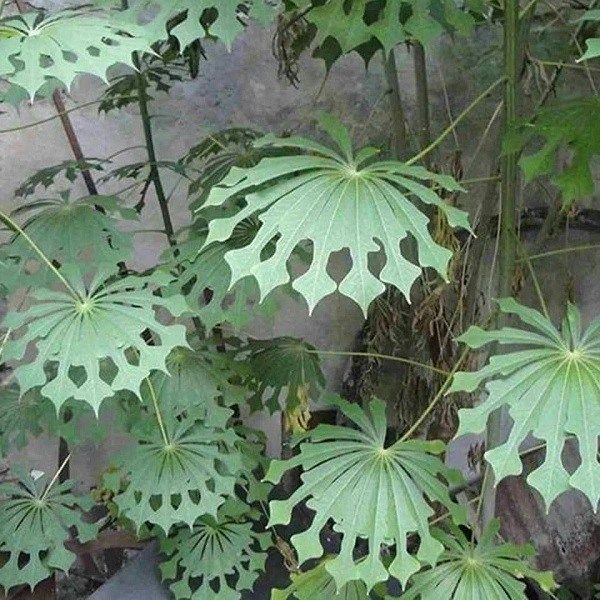 large green leaves growing on the side of a building