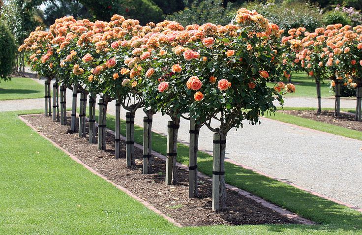 there are many trees with orange flowers in the park