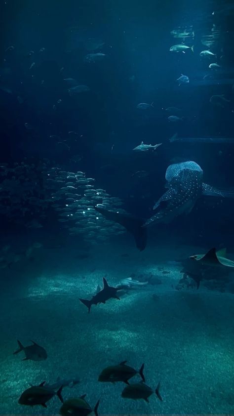 an aquarium filled with lots of different types of fish and sharks swimming in the water