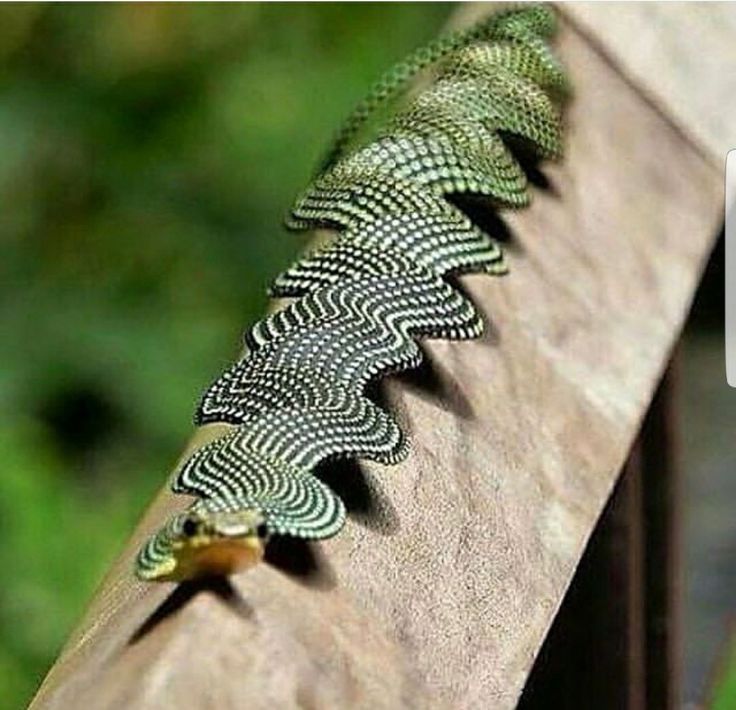 a close up of a lizard on a wooden bench