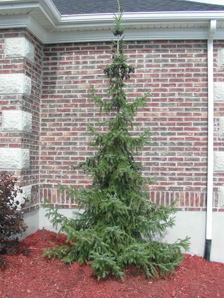 a small evergreen tree in front of a brick building