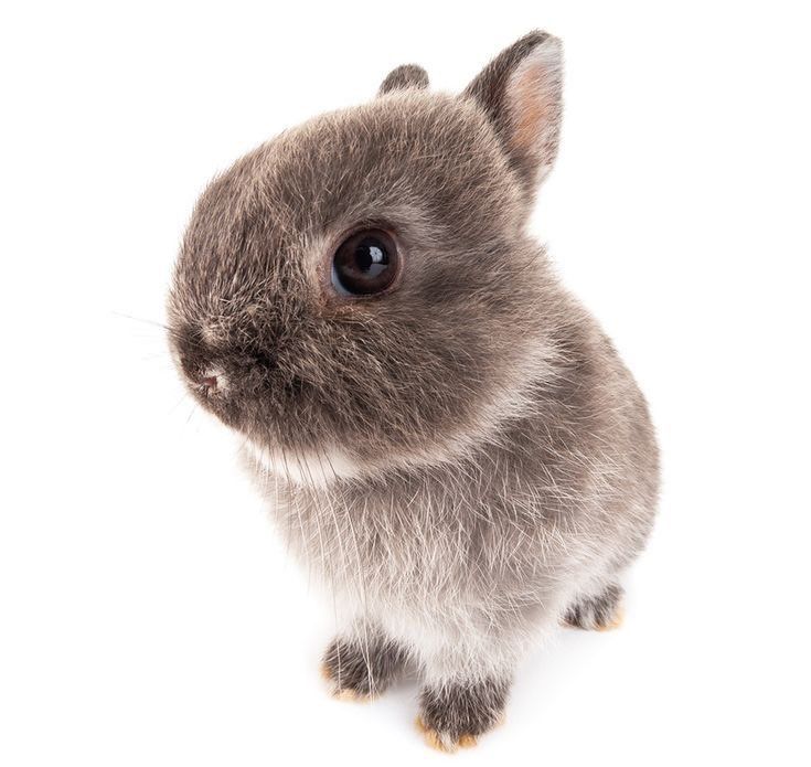 a small gray rabbit sitting on top of a white floor and looking at the camera