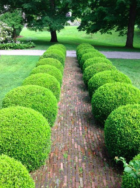 a long row of hedges in the middle of a park