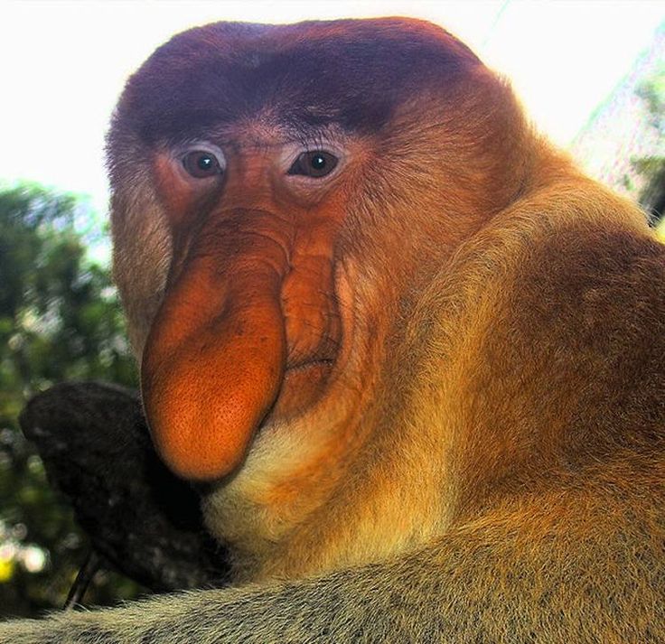 a close up of a monkey with trees in the background