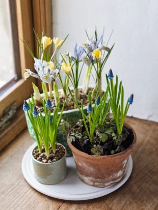 three potted plants are sitting on a table next to each other, one has blue and yellow flowers in it