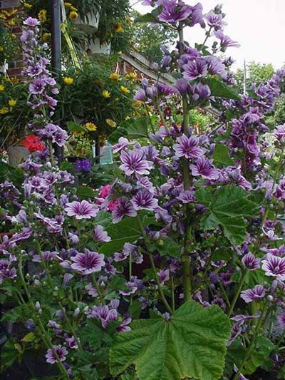 purple flowers are blooming in the garden