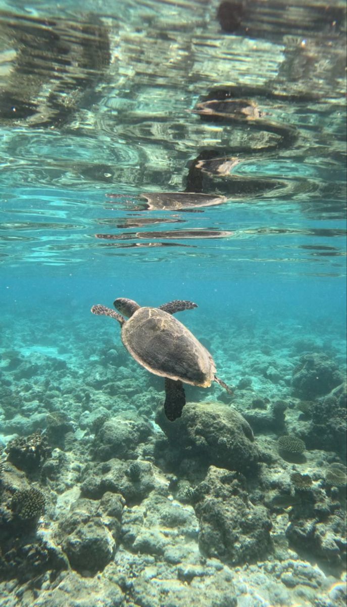 a turtle swims in the water near rocks and corals on the ocean floor