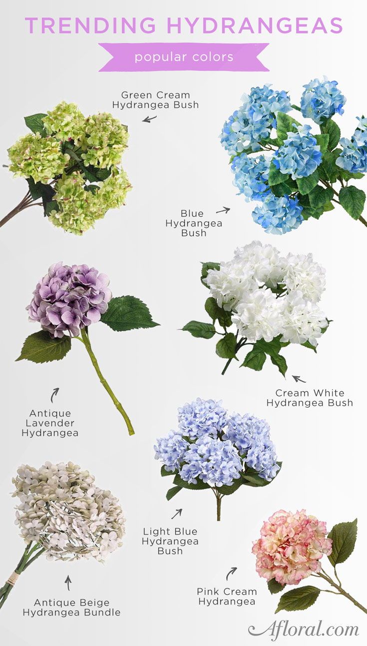 the different types of hydrangeas are shown in this poster, with their names and colors