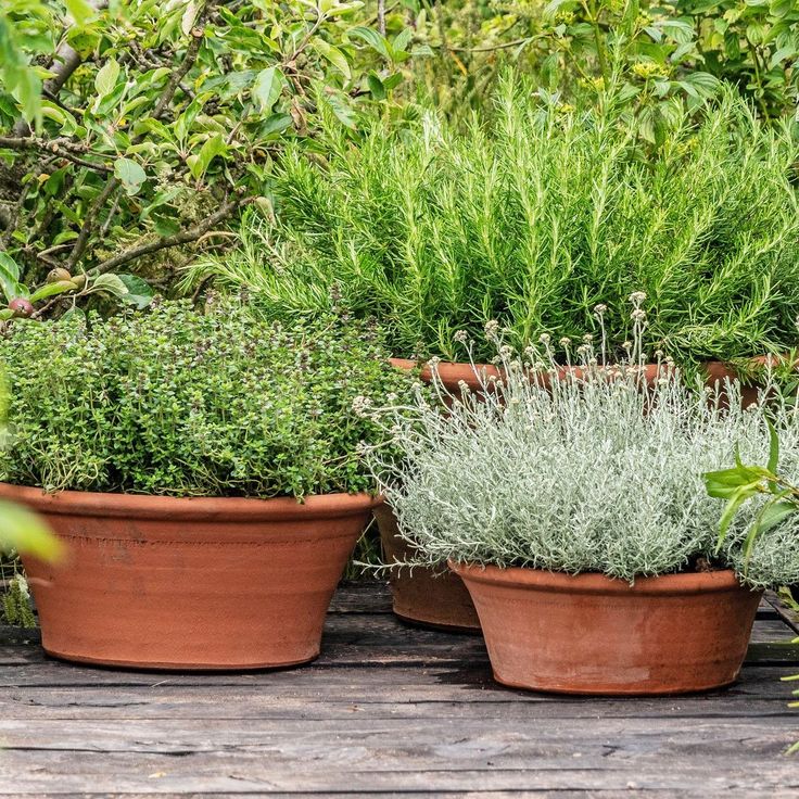 three potted plants sitting on top of a wooden table