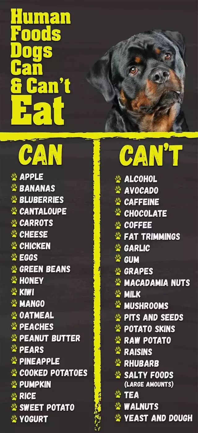 a black and yellow poster with the words can't eat on it, including an image of a dog