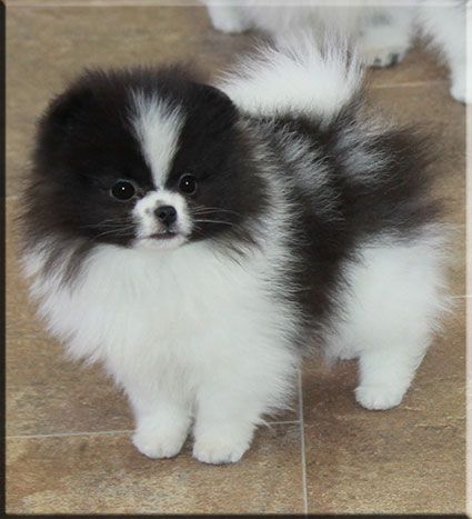 a small black and white dog standing on top of a tile floor next to another puppy