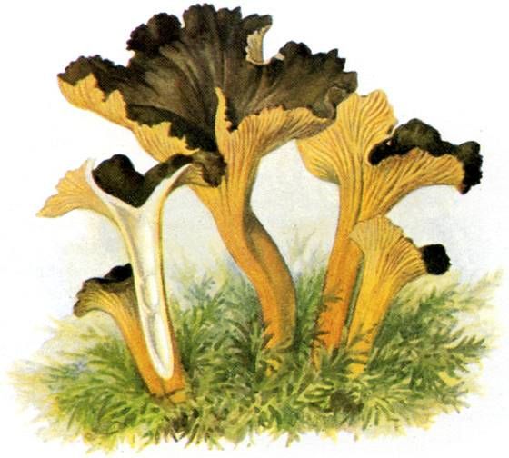 three yellow and black mushrooms are in the grass