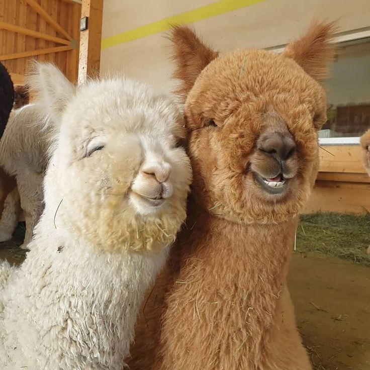 three llamas are standing next to each other and one is smiling at the camera