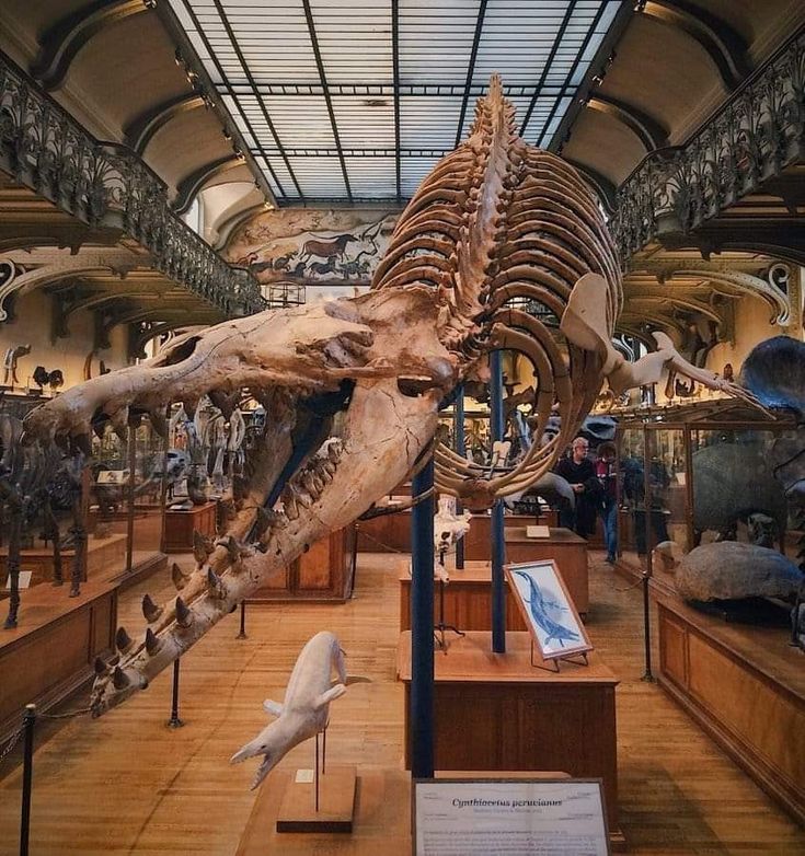 an animal skeleton in a museum with people looking at it and birds on the ground