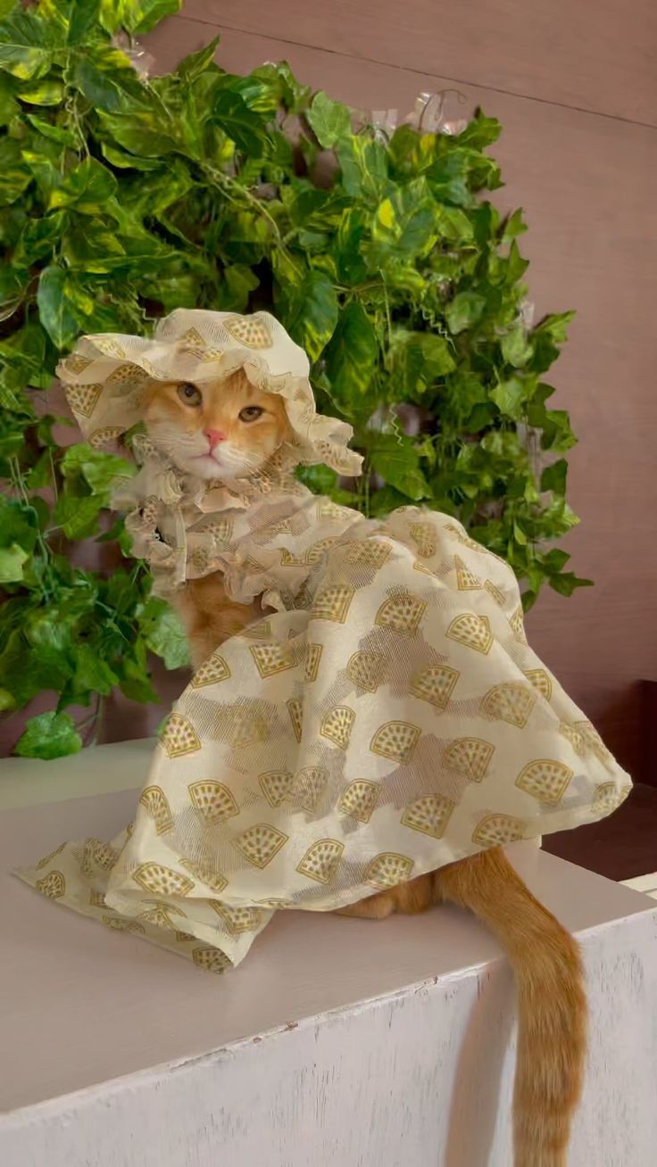 an orange cat wearing a dress and hat on top of a white boxwood plant