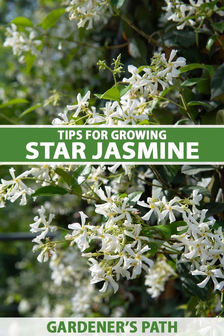 white flowers with green leaves and the words tips for growing star jasmine gardener's path