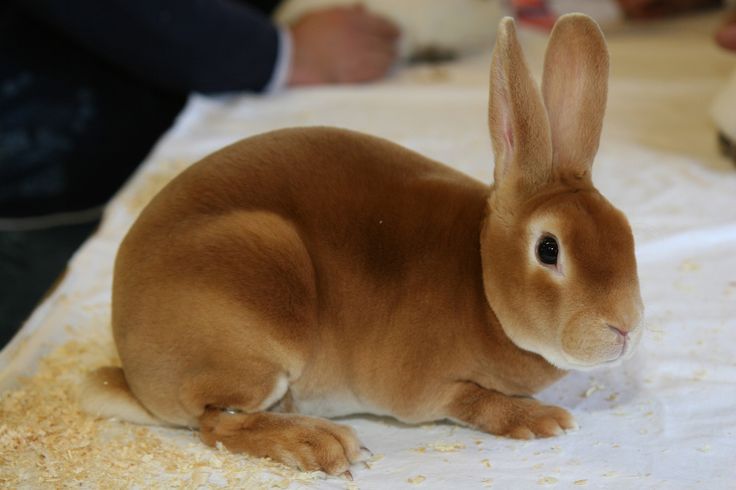 a small brown rabbit sitting on top of a table