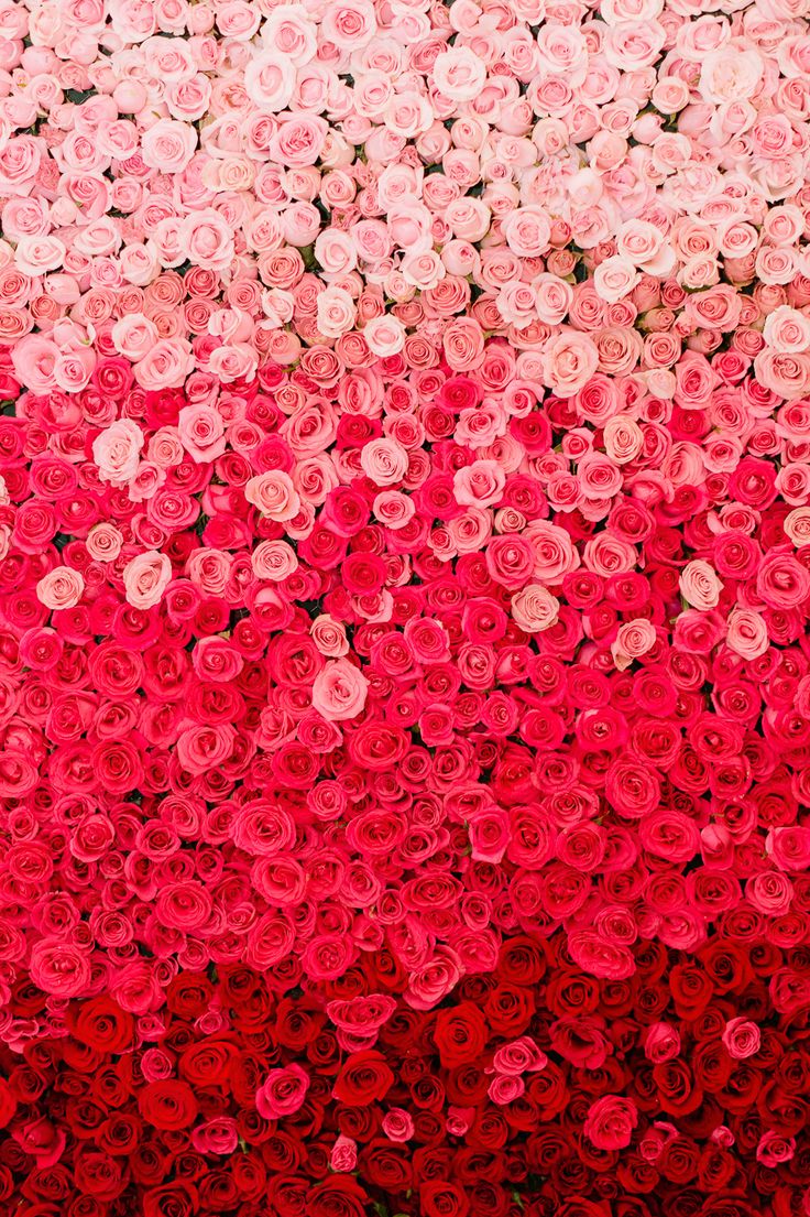 red and pink flowers are arranged in the shape of circles