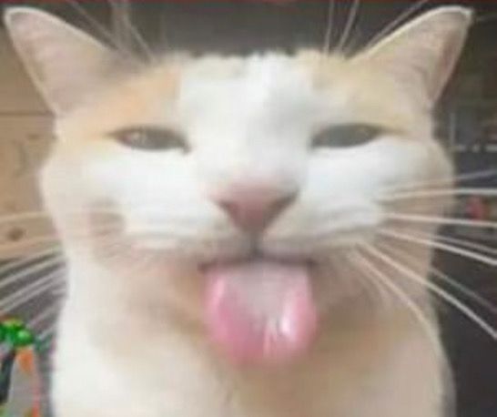 an orange and white cat sticking its tongue out with it's tongue hanging out