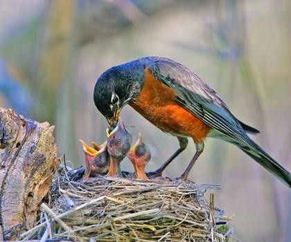 a bird feeding its babies in the nest