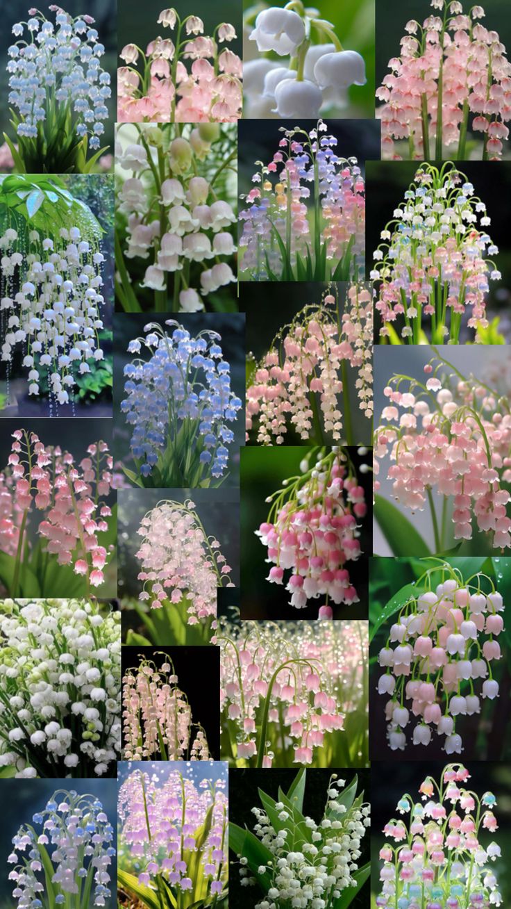 many different pictures of white and pink flowers with green leaves in the middle one is purple