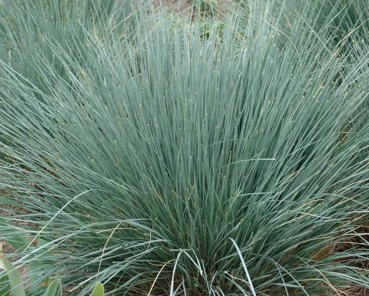 the blue grass is growing in the garden