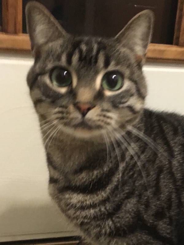 a cat sitting on top of a wooden floor next to a window sill with green eyes