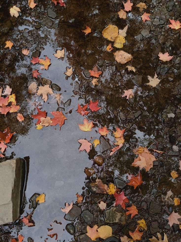 leaves floating on the ground next to a puddle