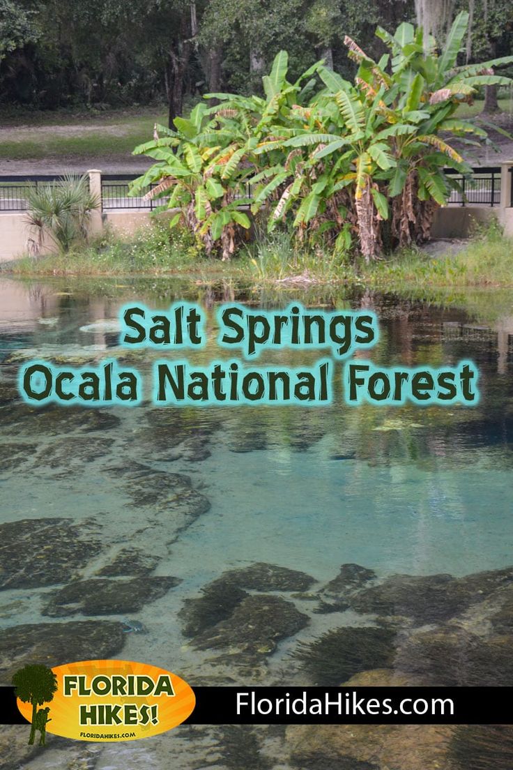 salt springs, ocalaa national forest