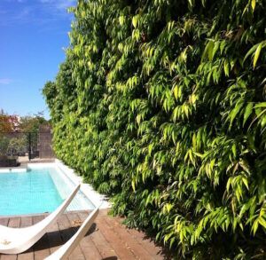 an empty lawn chair sitting in front of a swimming pool surrounded by trees and bushes