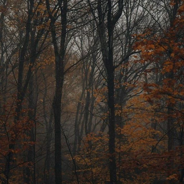 trees in the woods with yellow leaves on them and foggy sky behind them at night