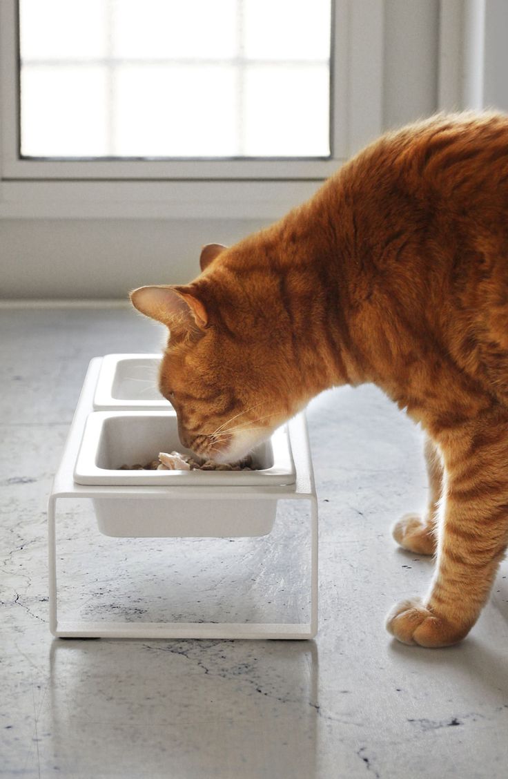 an orange cat eating out of a white dog food dish on a grey floor next to a window