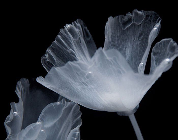 two white flowers on a black background with water droplets in the center and bottom petals