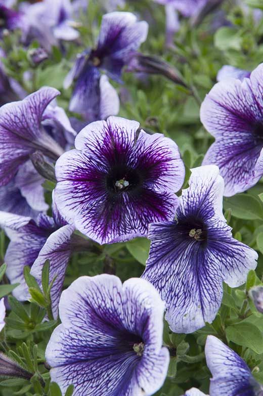 purple flowers are blooming in the garden