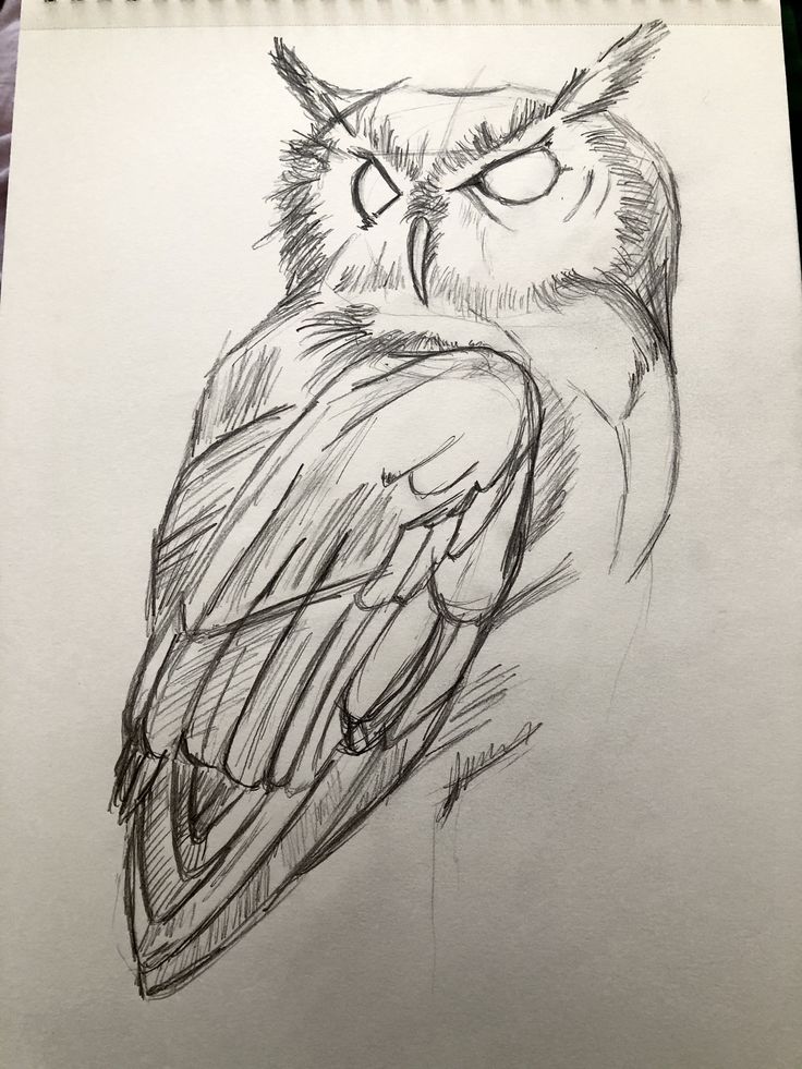 a pencil drawing of an owl with big eyes