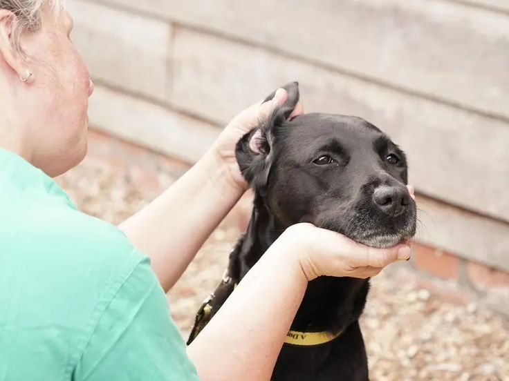 a woman is petting a black dog outside