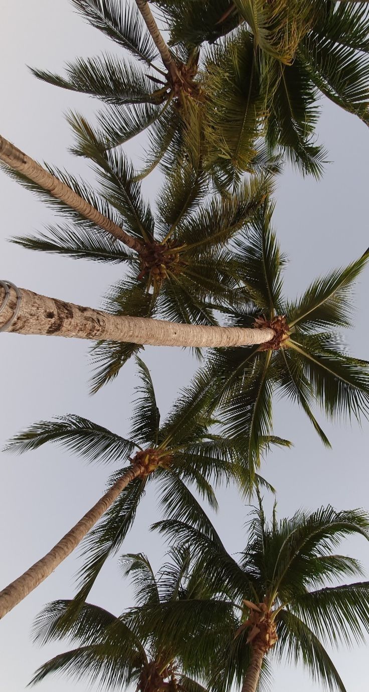 looking up at the tops of palm trees