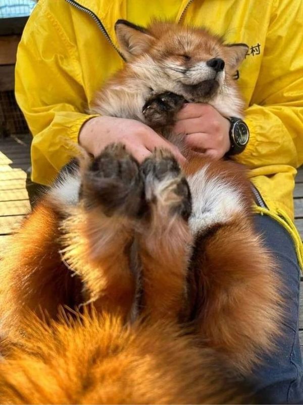 a person in yellow jacket holding a small dog with it's paws on the ground