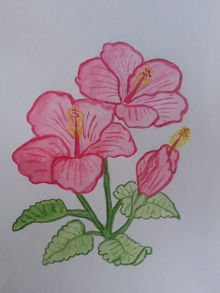 two pink flowers with green leaves on a white paper background, drawn in colored pencils