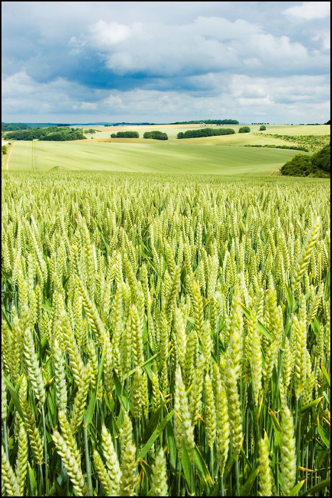 a field full of green wheat under a cloudy sky