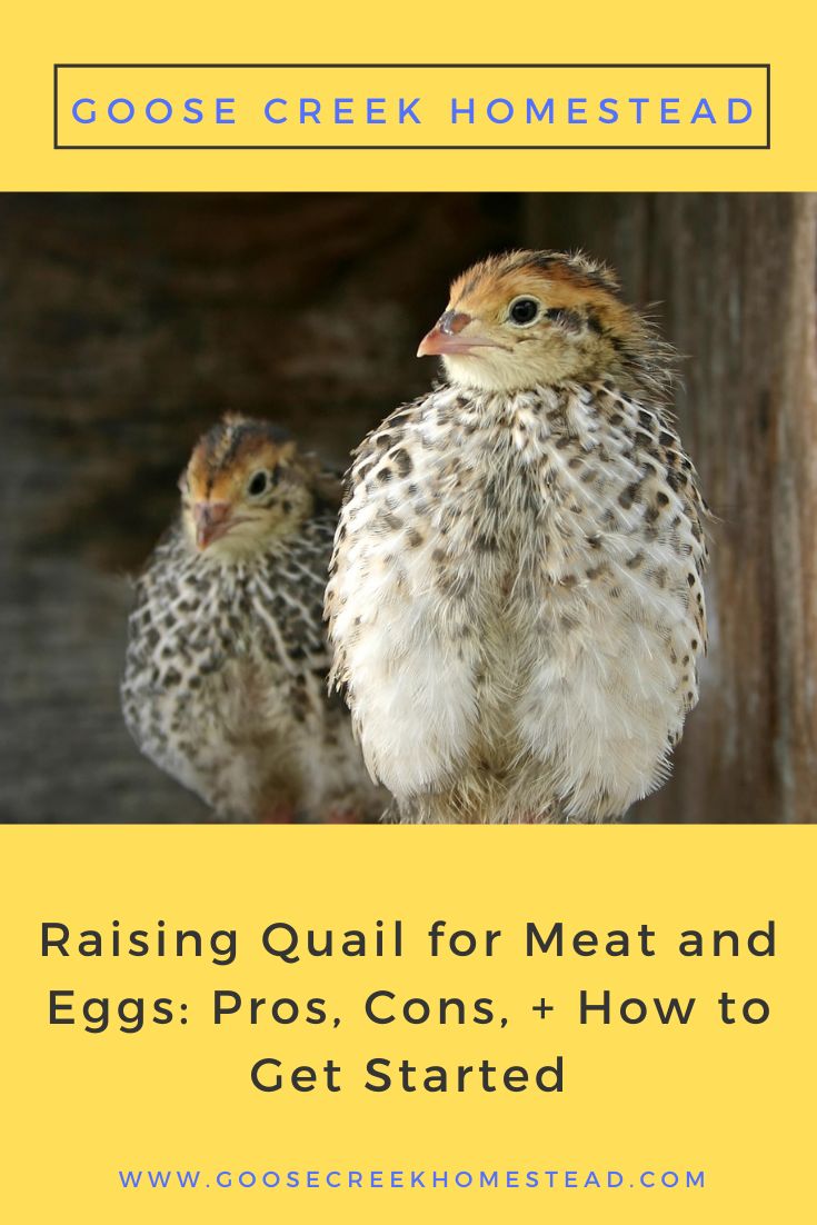 two chickens sitting next to each other with the words raising quail for meat and eggs pros cons how to get started