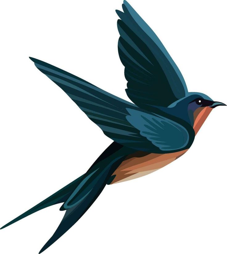 The barn swallow bird vector illustration, flying Hirundo rustica martin bird vector image, he national bird of Austria and Estonia vector drawing Swift Bird Illustration, Flying Bird Illustration, Martin Bird, Swift Bird, Bird Vector, Barn Swallow, Swallow Bird, Flying Bird, Drawing Drawing