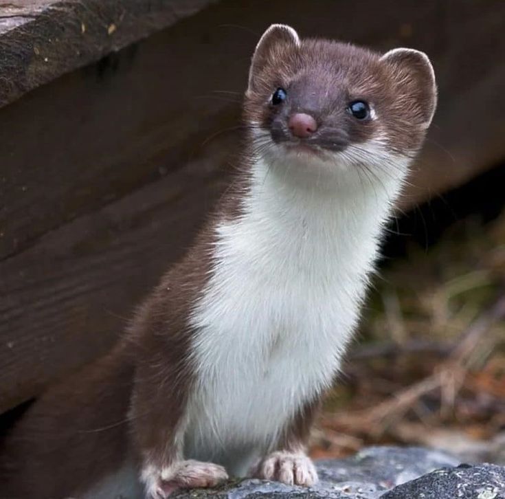 a small brown and white ferret standing on top of a rock next to a wooden fence