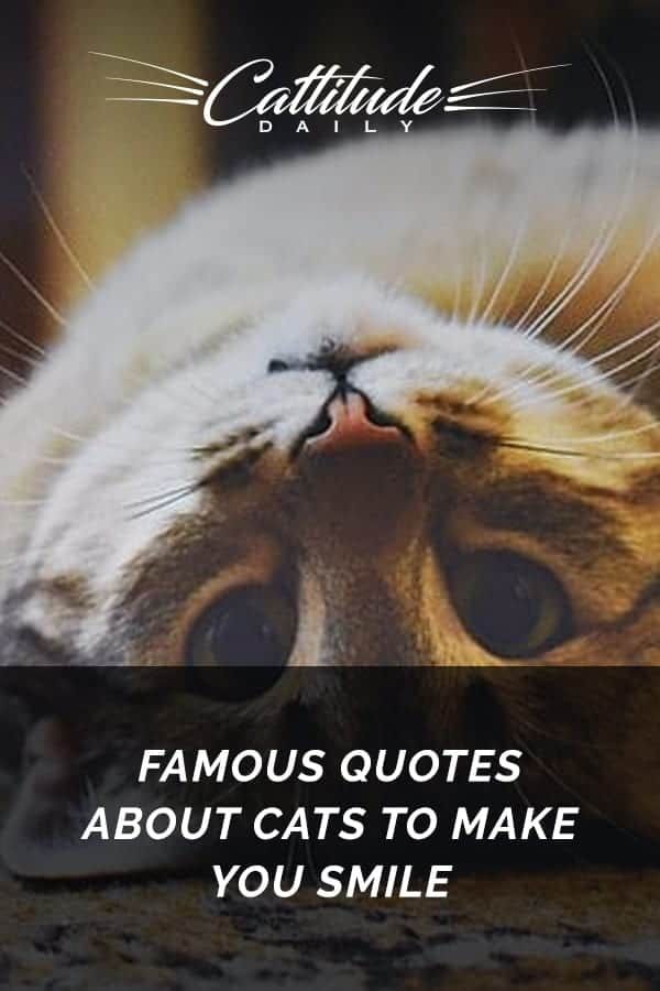 a cat laying on its back with the caption famous quotes about cats to make you smile